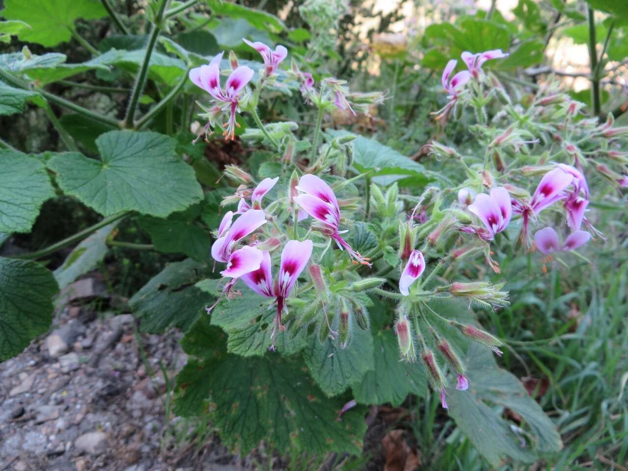 Image of Pelargonium papilionaceum (L.) L'Her. ex Ait.