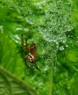 Image of Cobweb weaver