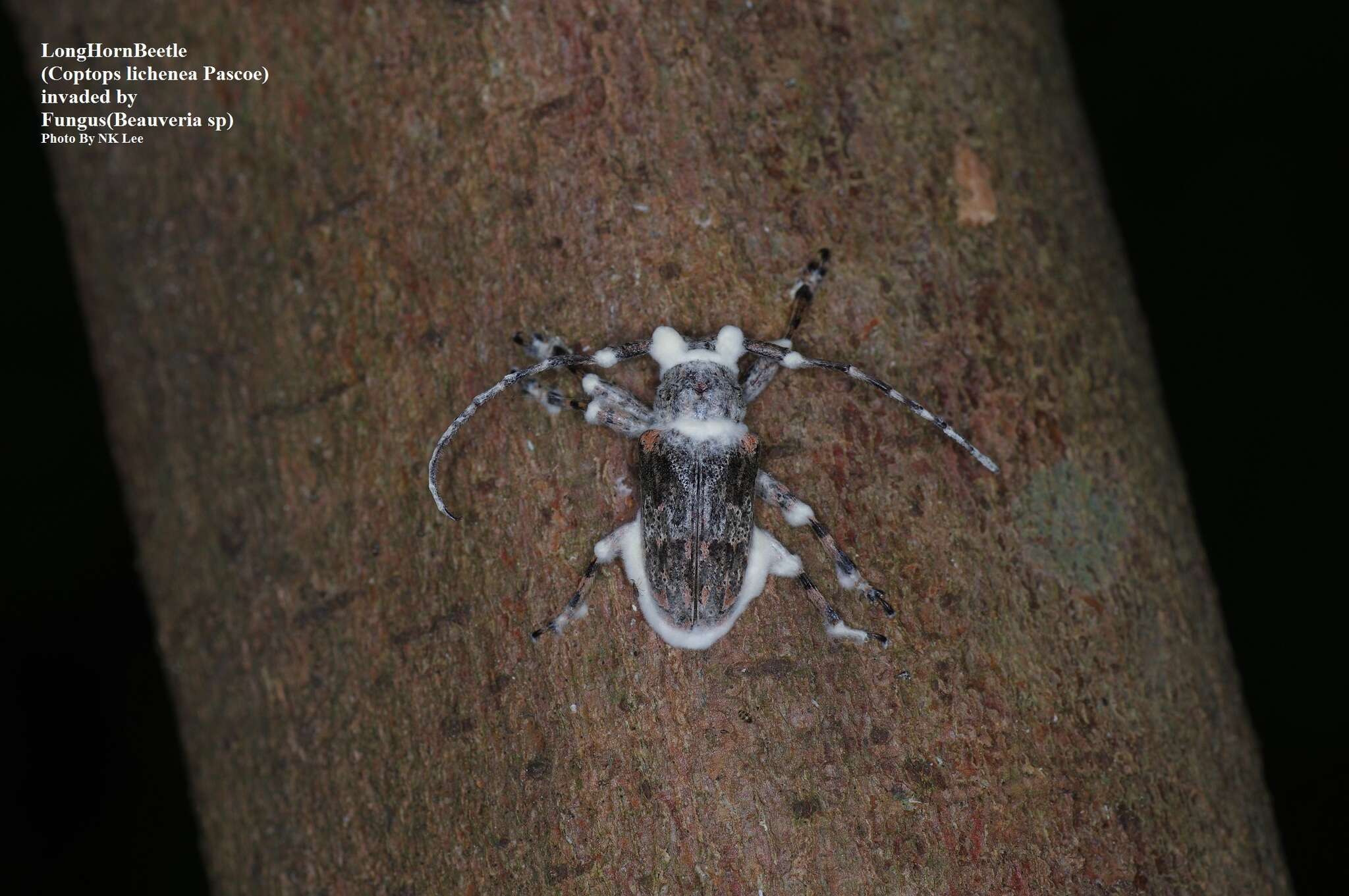 Image of Coptops lichenea Pascoe 1865