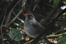 Image of Slaty-backed Nightingale-Thrush