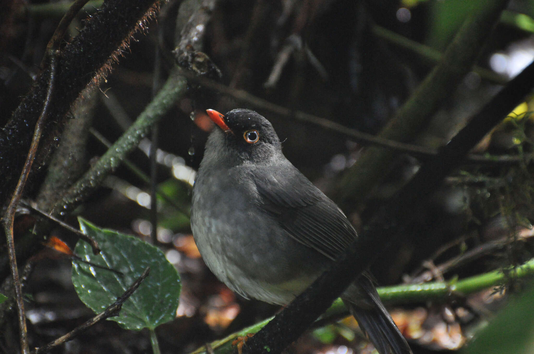 Image of Slaty-backed Nightingale-Thrush