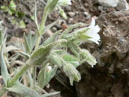 Слика од Cerastium floccosum Benth.