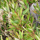 Image of Comarostaphylis discolor subsp. rupestris (Robertson & Seaton) Diggs