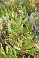 Image of Comarostaphylis discolor subsp. rupestris (Robertson & Seaton) Diggs