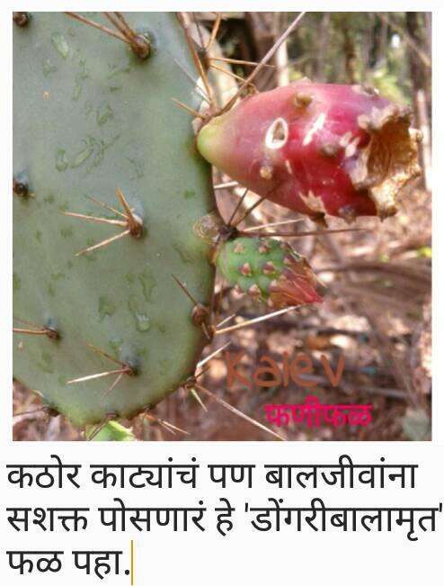 Image of French Prickle Cactus