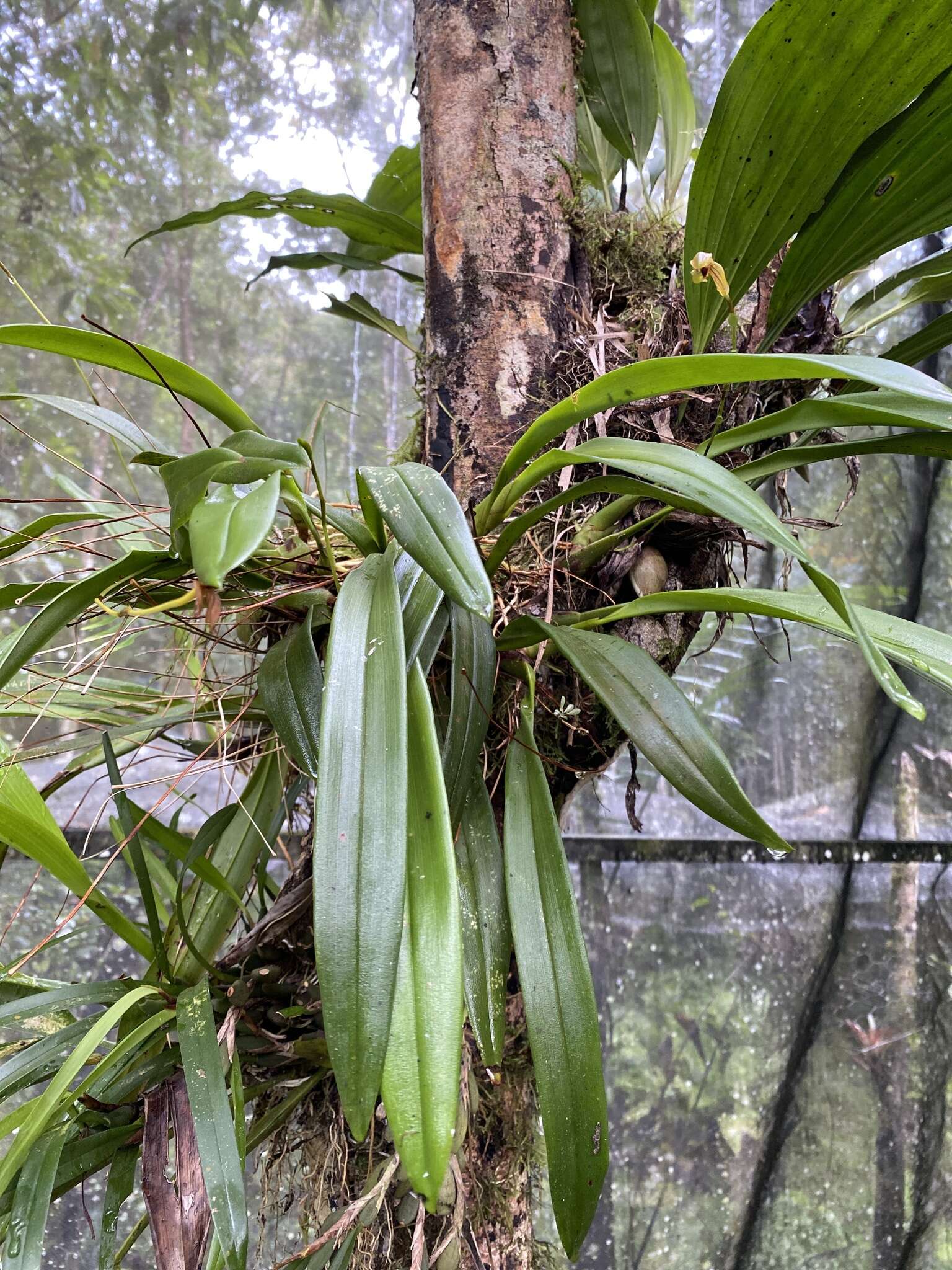 Image of Maxillaria lineolata (Fenzl) Molinari