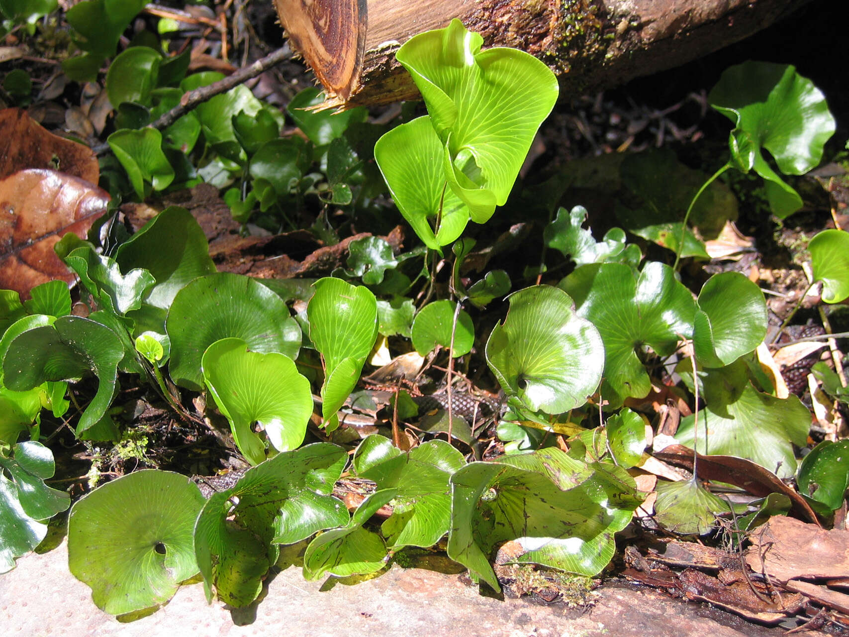 Imagem de Hymenophyllum nephrophyllum Ebihara & K. Iwats.