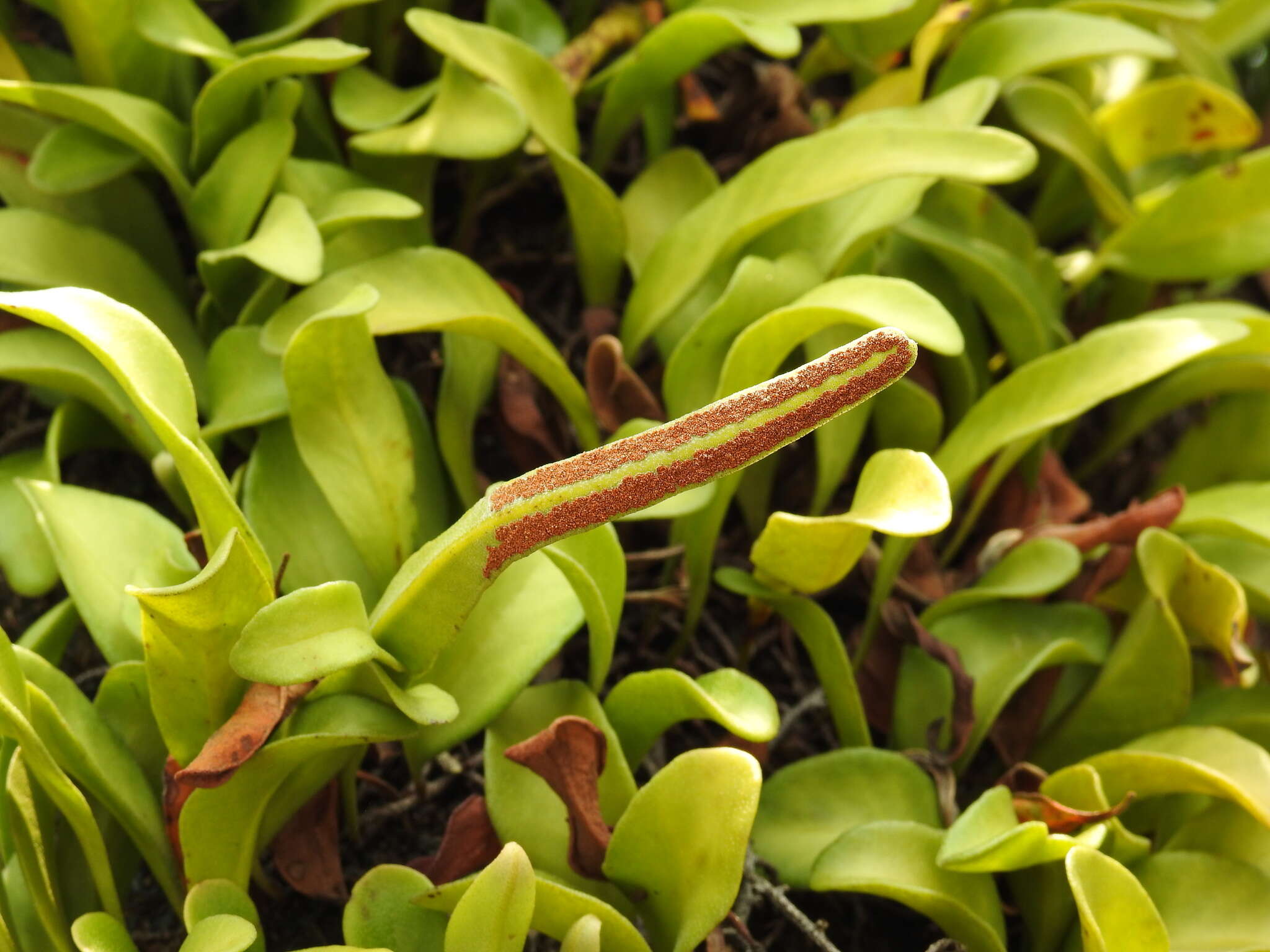 Image of Pyrrosia adnascens (Sw.) Ching