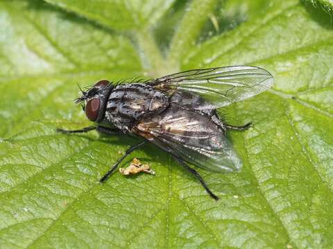 صورة Dasyphora albofasciata (Macquart & Berthelot 1839)