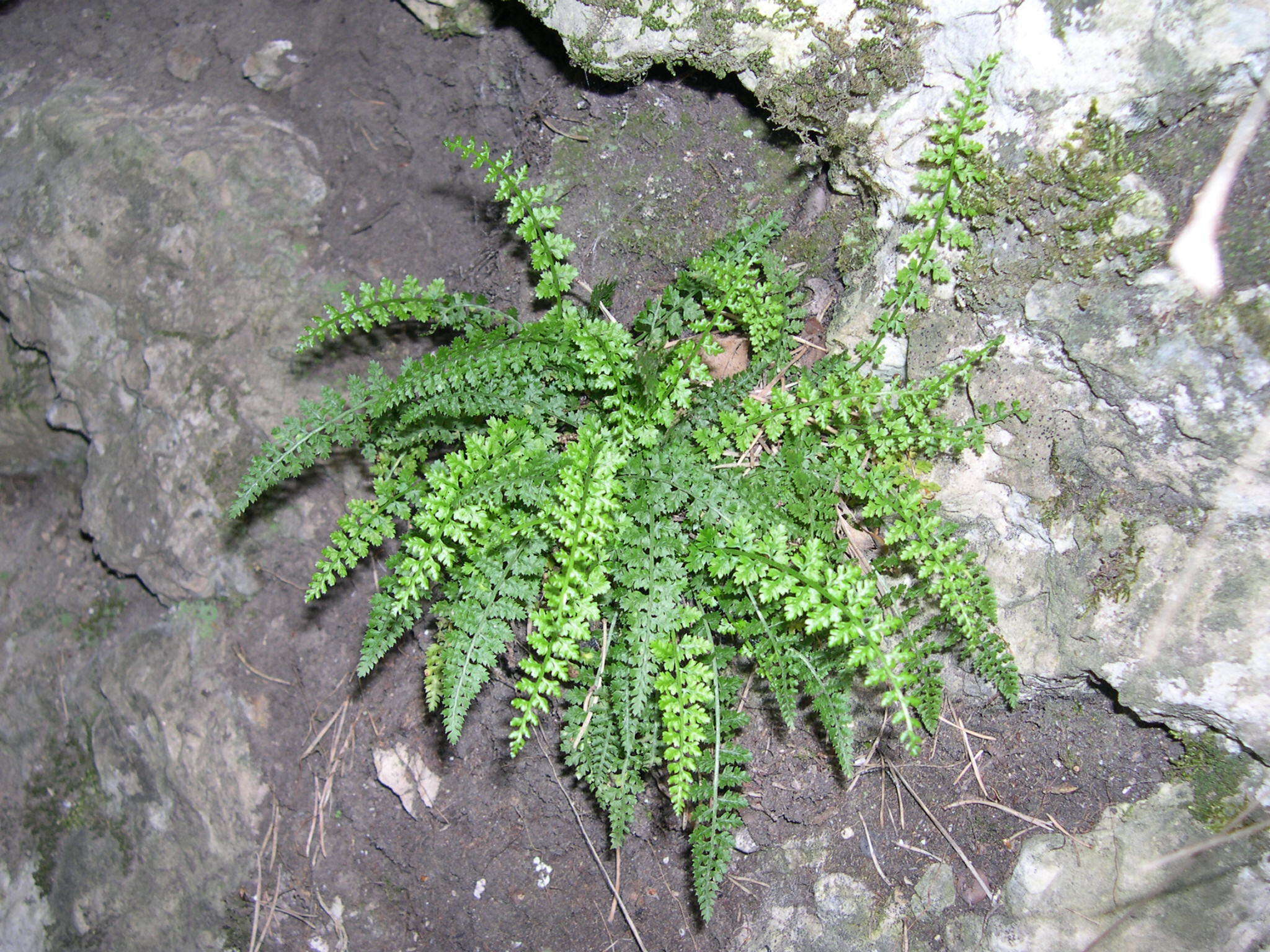 Image of Asplenium fontanum subsp. fontanum