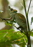 Image of Rwenzori Plate-nosed Chameleon