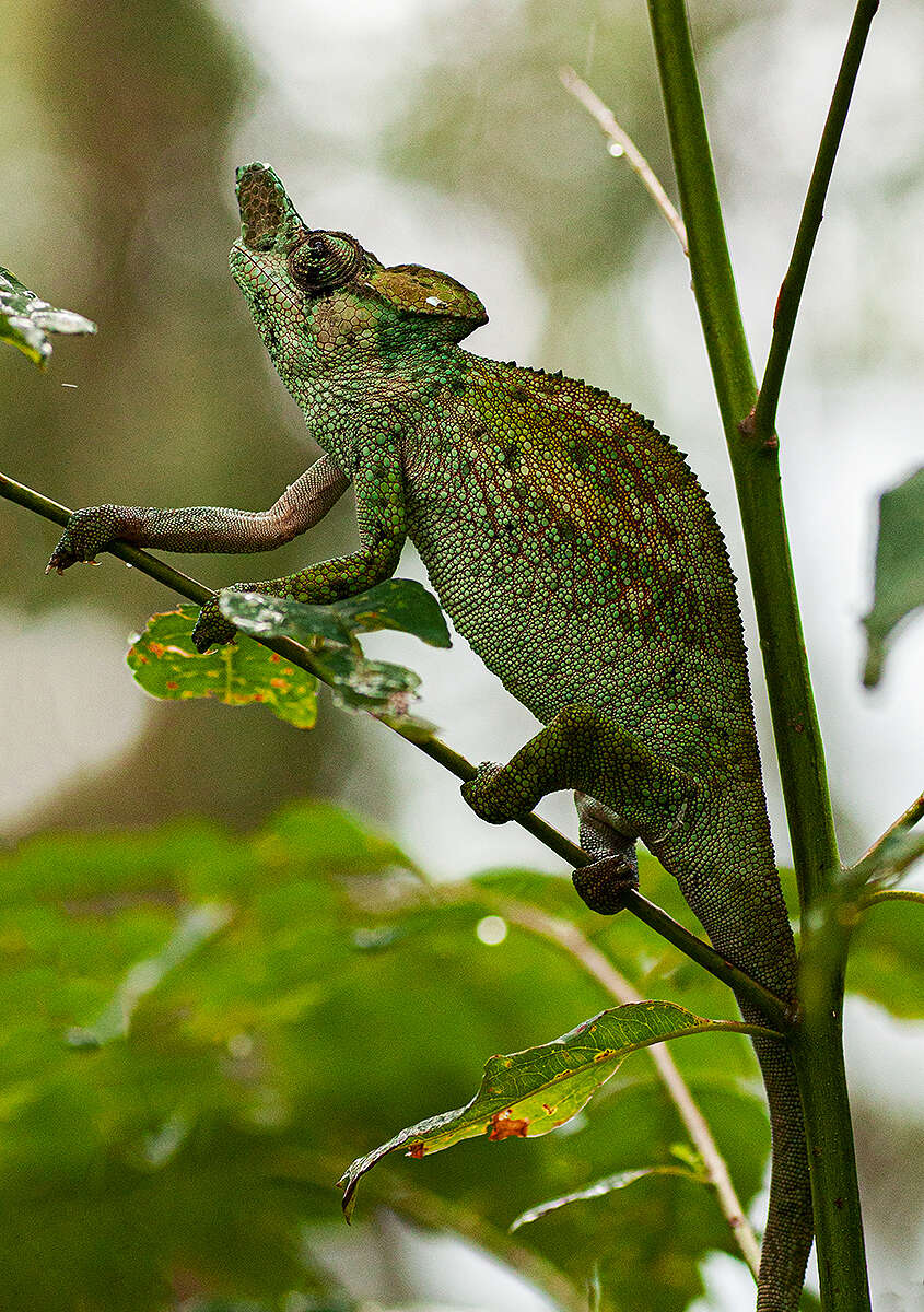 Image of Rwenzori Plate-nosed Chameleon