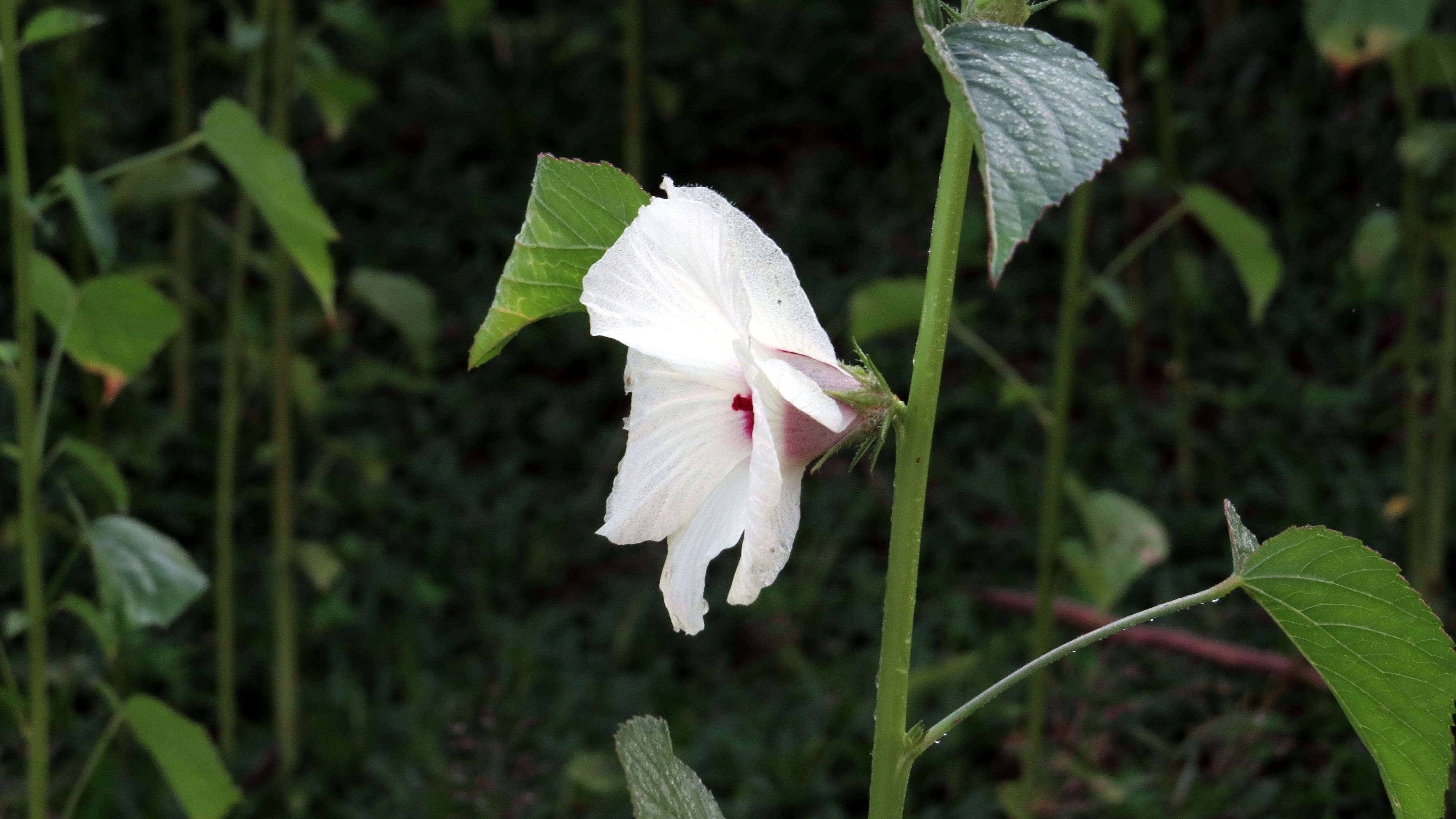 Imagem de Hibiscus cannabinus L.