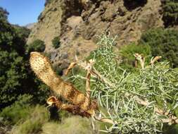 Sivun Adenocarpus decorticans Boiss. kuva