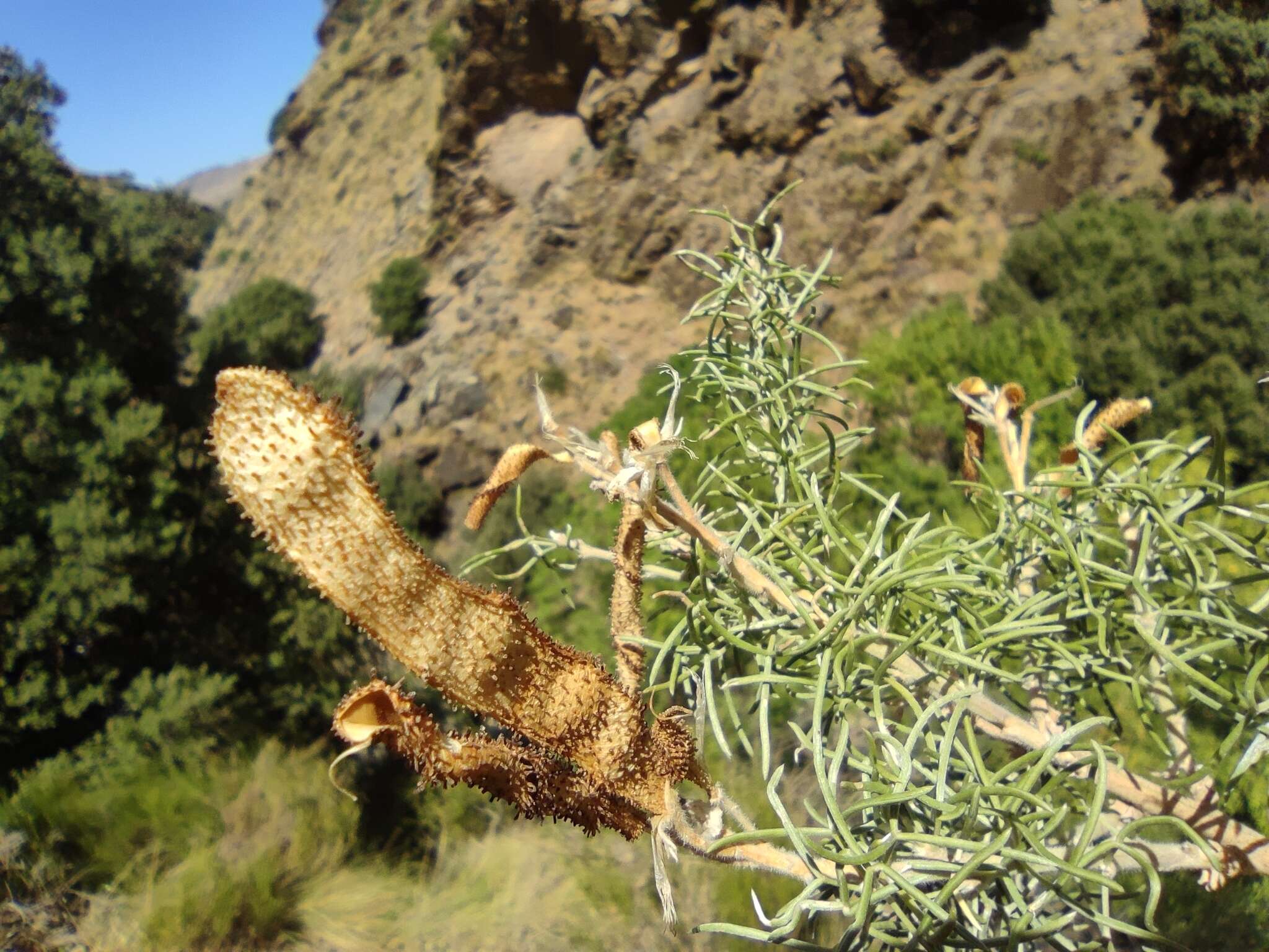 Слика од Adenocarpus decorticans Boiss.