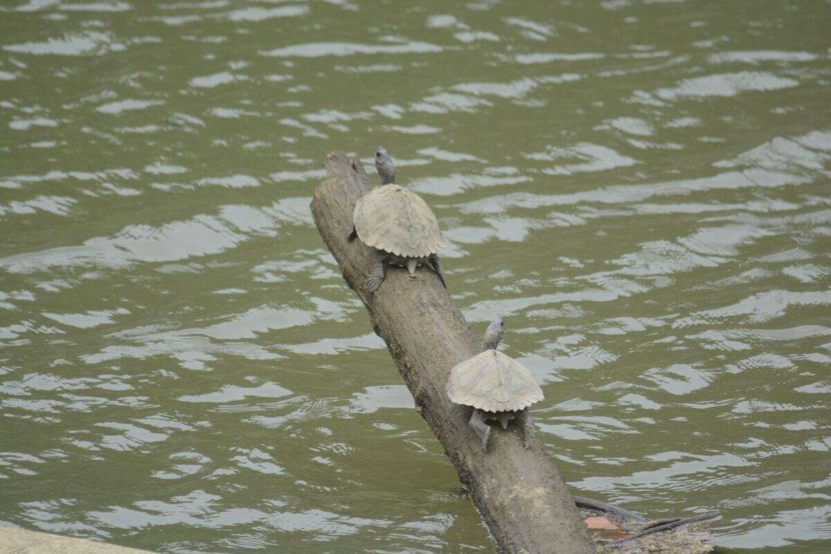 Image of Assam Roofed Turtle