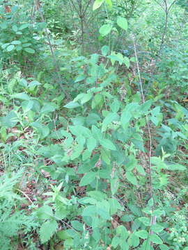 Image of Vicia pseudo-orobus Fisch. & C. A. Mey.