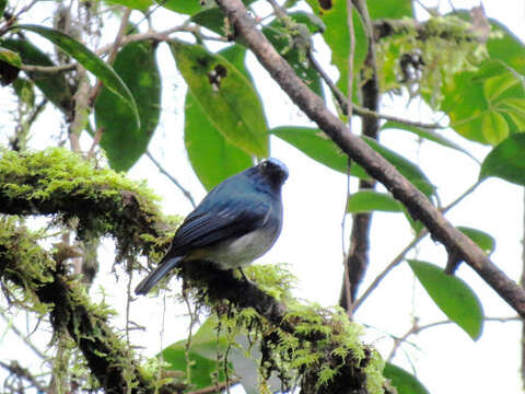 Image de Eumyias indigo ruficrissa (Salvadori 1879)