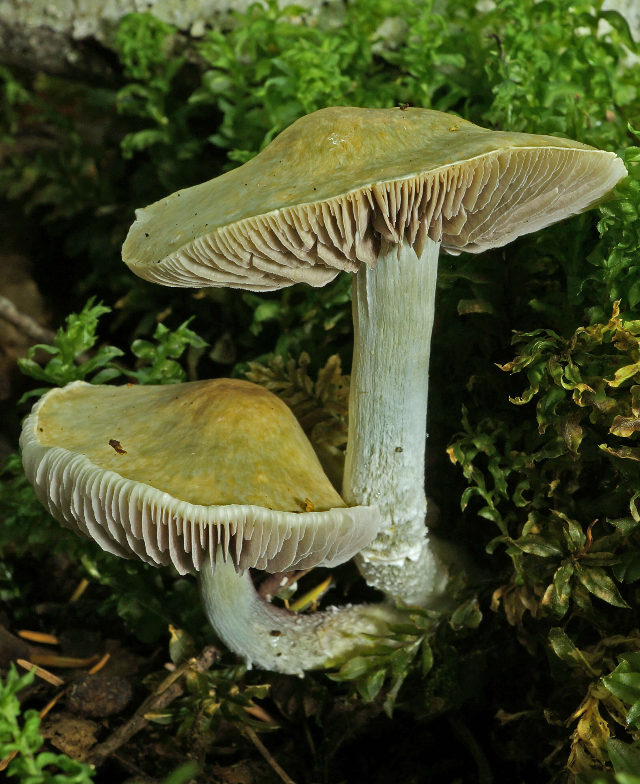 Plancia ëd Stropharia caerulea Kreisel 1979