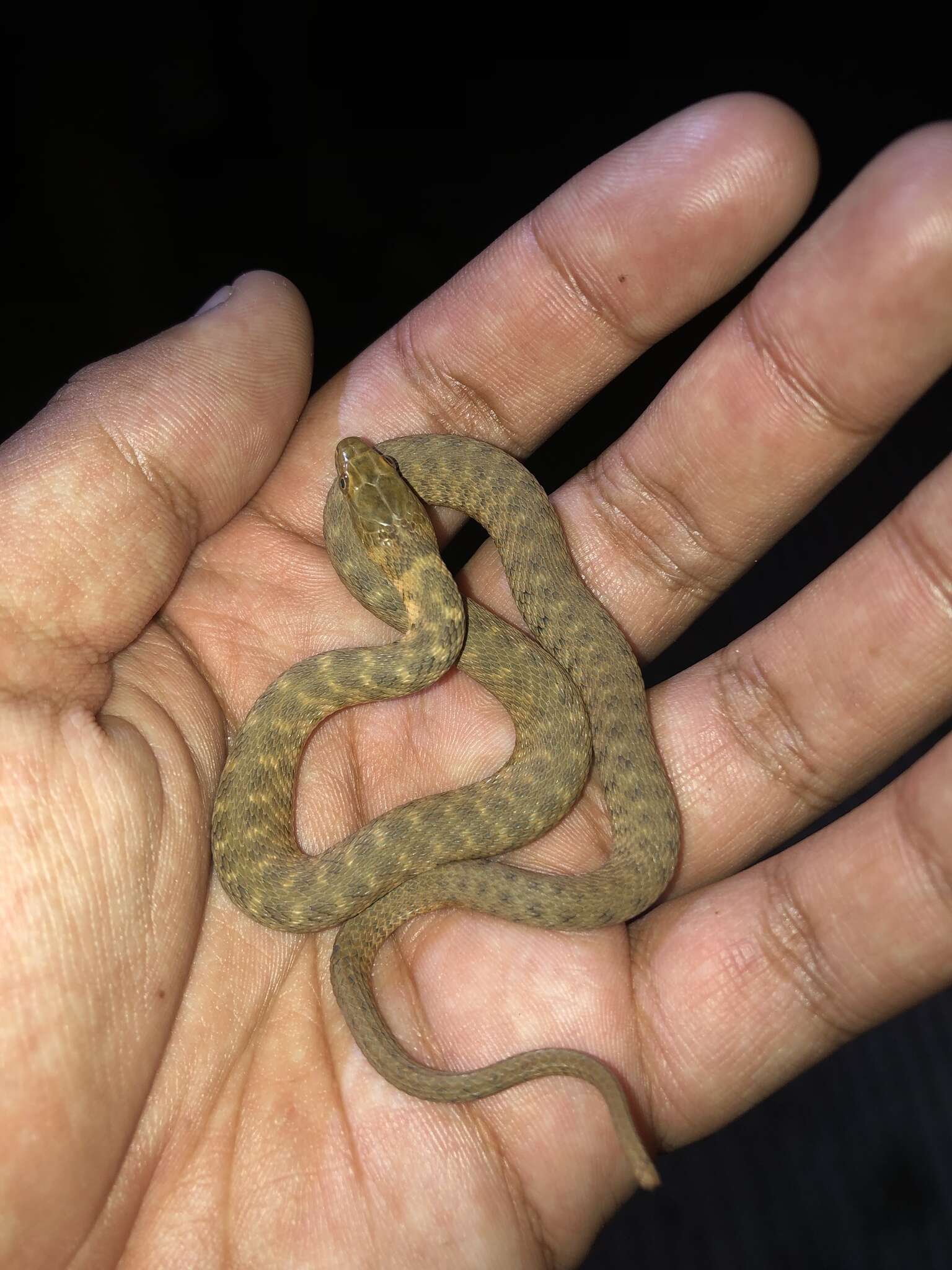 Image of Brazos Water Snake