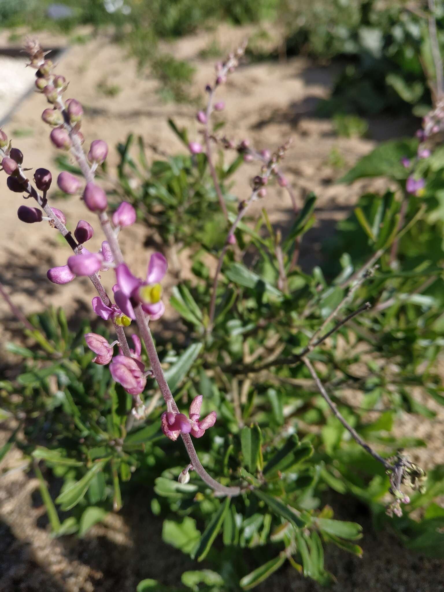 Image of Monnina cuneata A. St.-Hil.