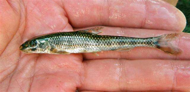 Image of Kessler's Gudgeon