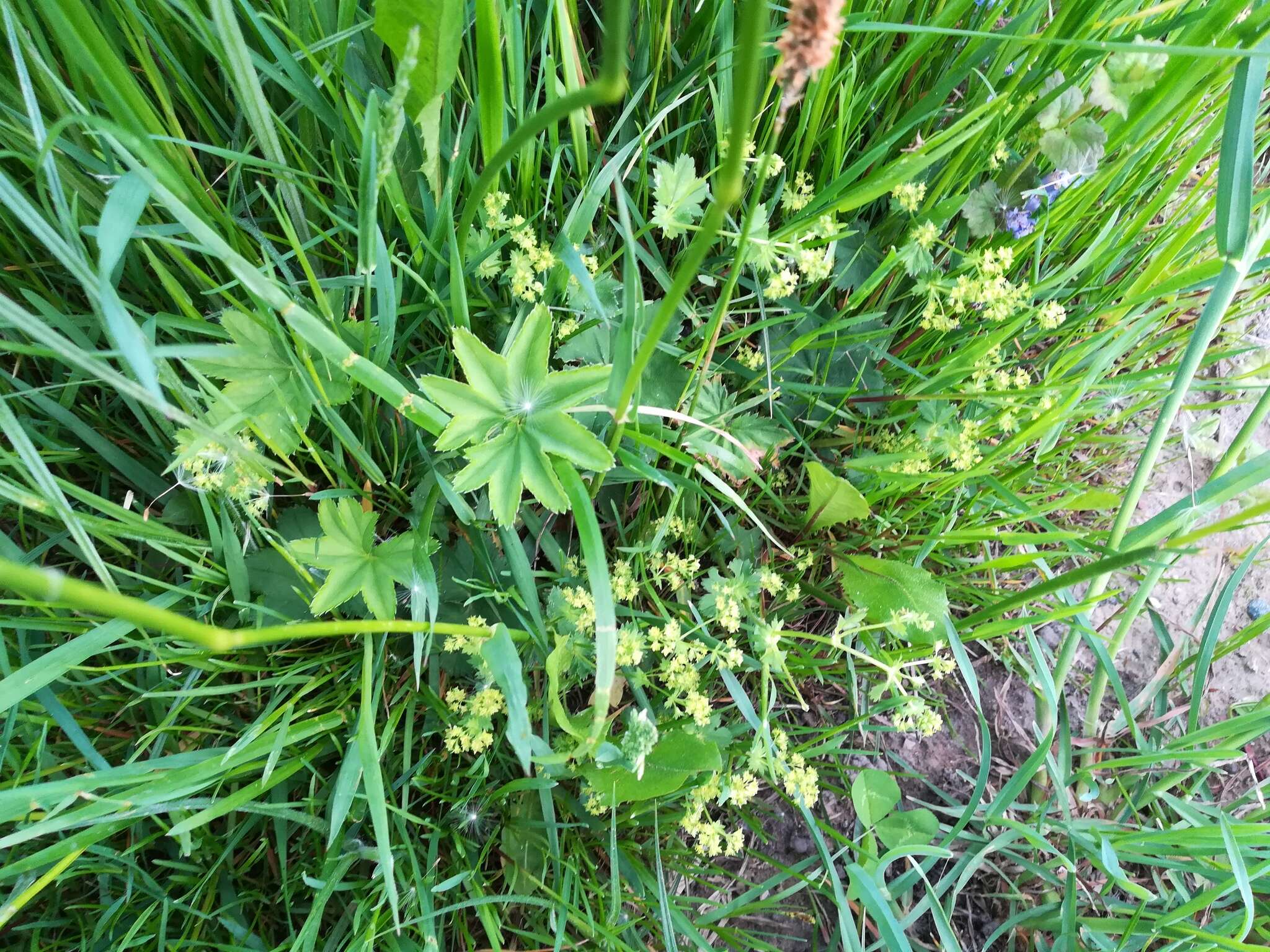 Image of broadtooth lady's mantle