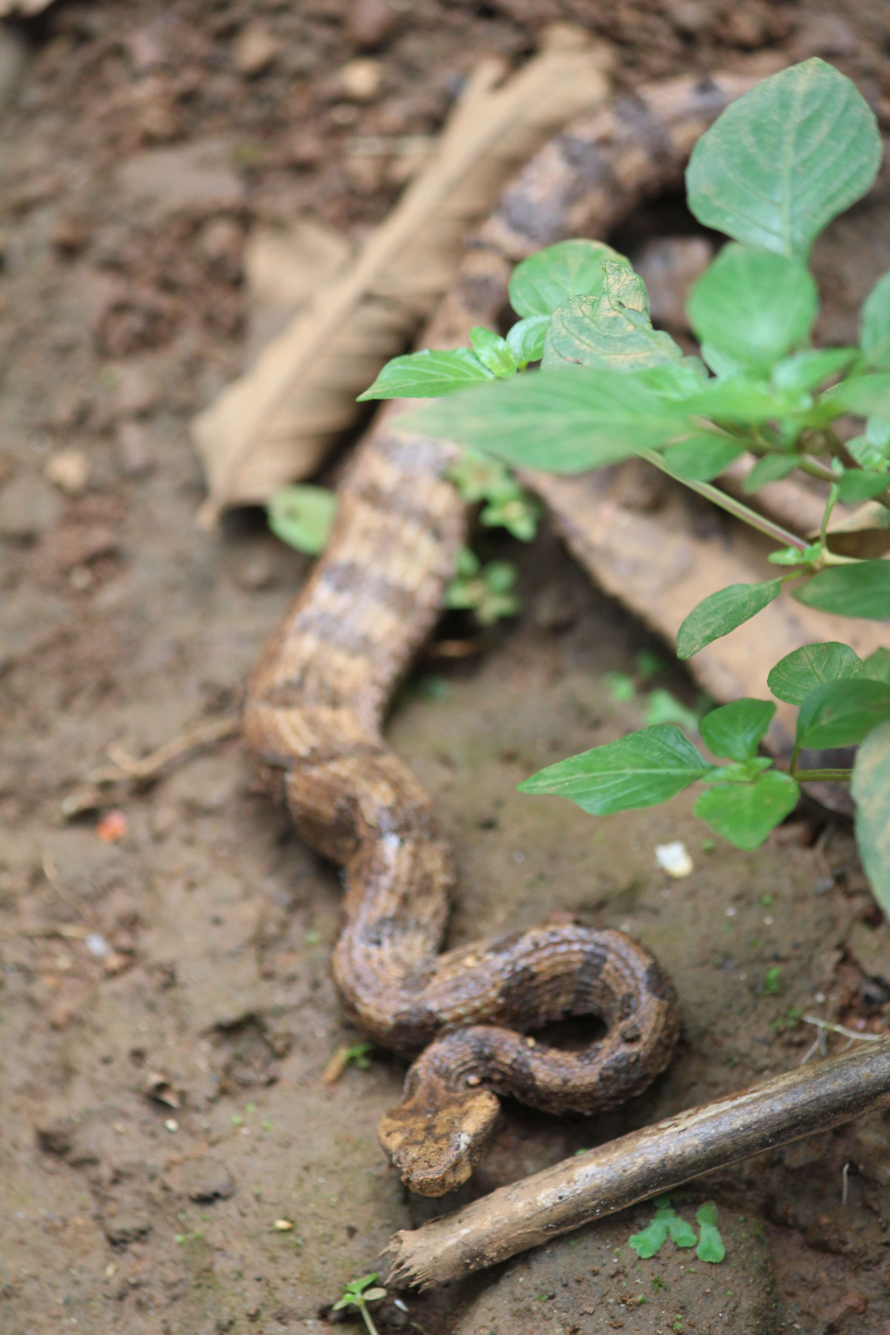 Image of Hump-nosed pit viper