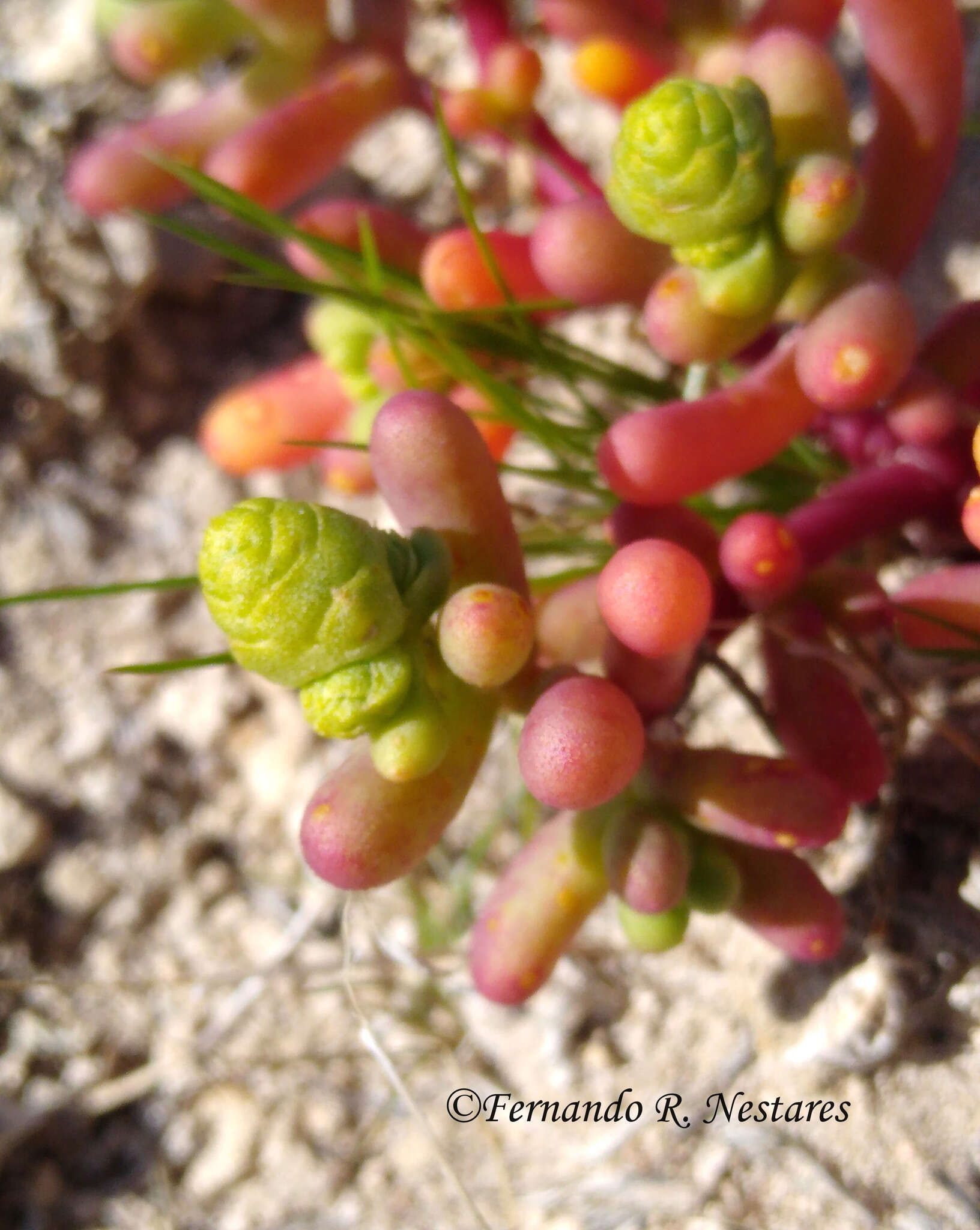 Image de Halophytum ameghinoi (Speg.) Speg.