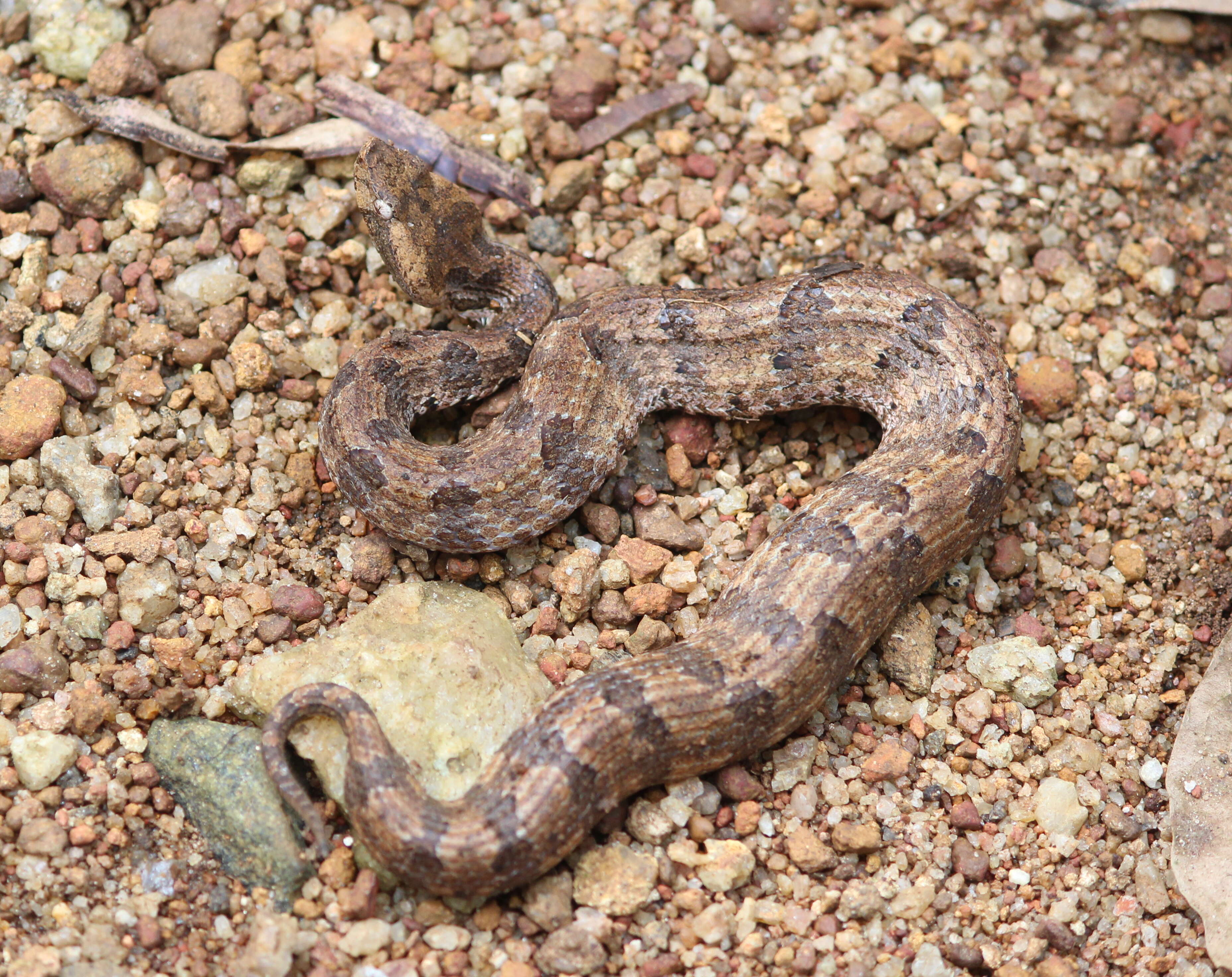 Image of Hump-nosed pit viper