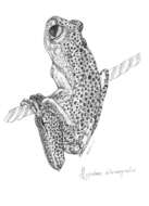 Image of Boana albomarginata