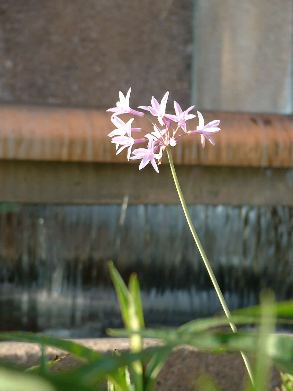 Tulbaghia violacea Harv. resmi