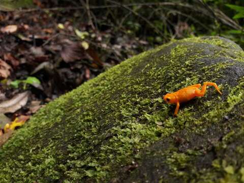 Image of Saddleback toad