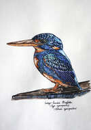 Image of Dwarf River Kingfisher