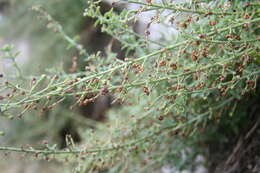 Scrophularia variegata subsp. rupestris (Bieb. ex Willd.) Grau resmi