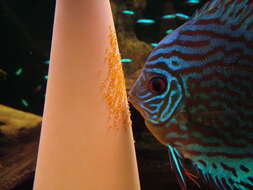 Image of Blue discus