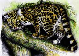 Image of Margay