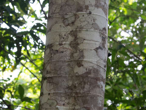 Image of Trumpet tree