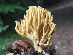 Ramaria flava (Schaeff.) Quél. 1888 resmi