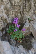 Image of Primula minkwitziae W. W. Smith