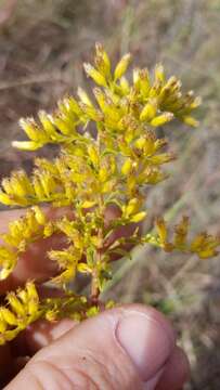 Image of Missouri goldenrod