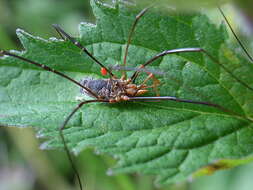 Image of Daddy longleg