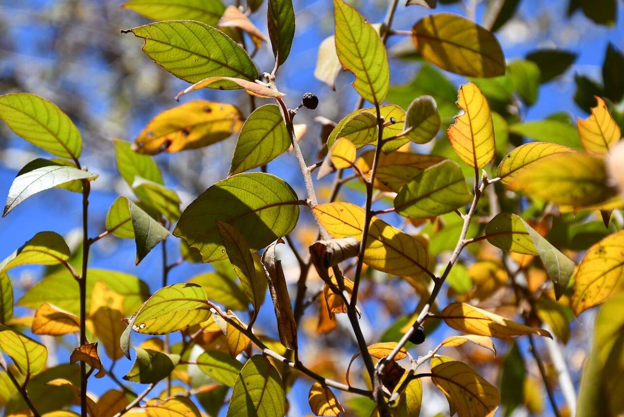 Image of Frangula mucronata (Schlechtend.) Grubov