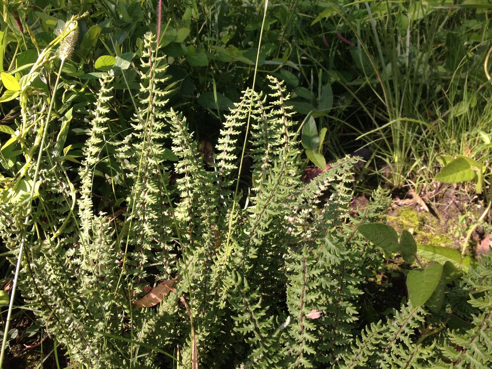 Image of golden lipfern