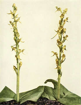 Imagem de Platanthera hookeri (Torr.) Lindl.