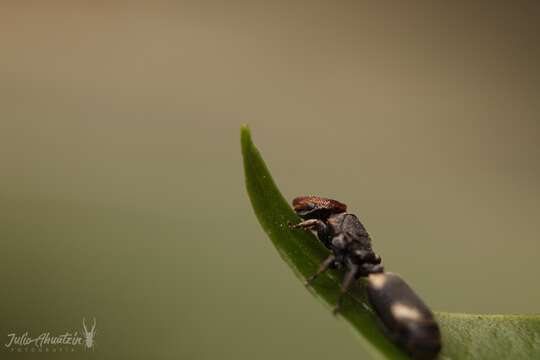 Cephalotes kukulcan Snelling 1999 resmi