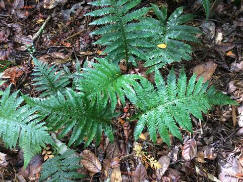 Image of Diploblechnum fraseri (A. Cunn.) De Vol