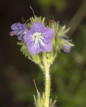 Image of Franklin's phacelia