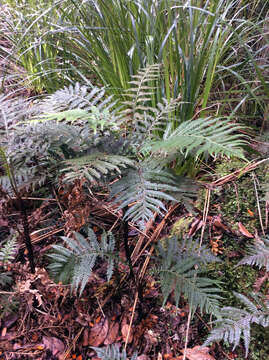 Image of Diploblechnum fraseri (A. Cunn.) De Vol