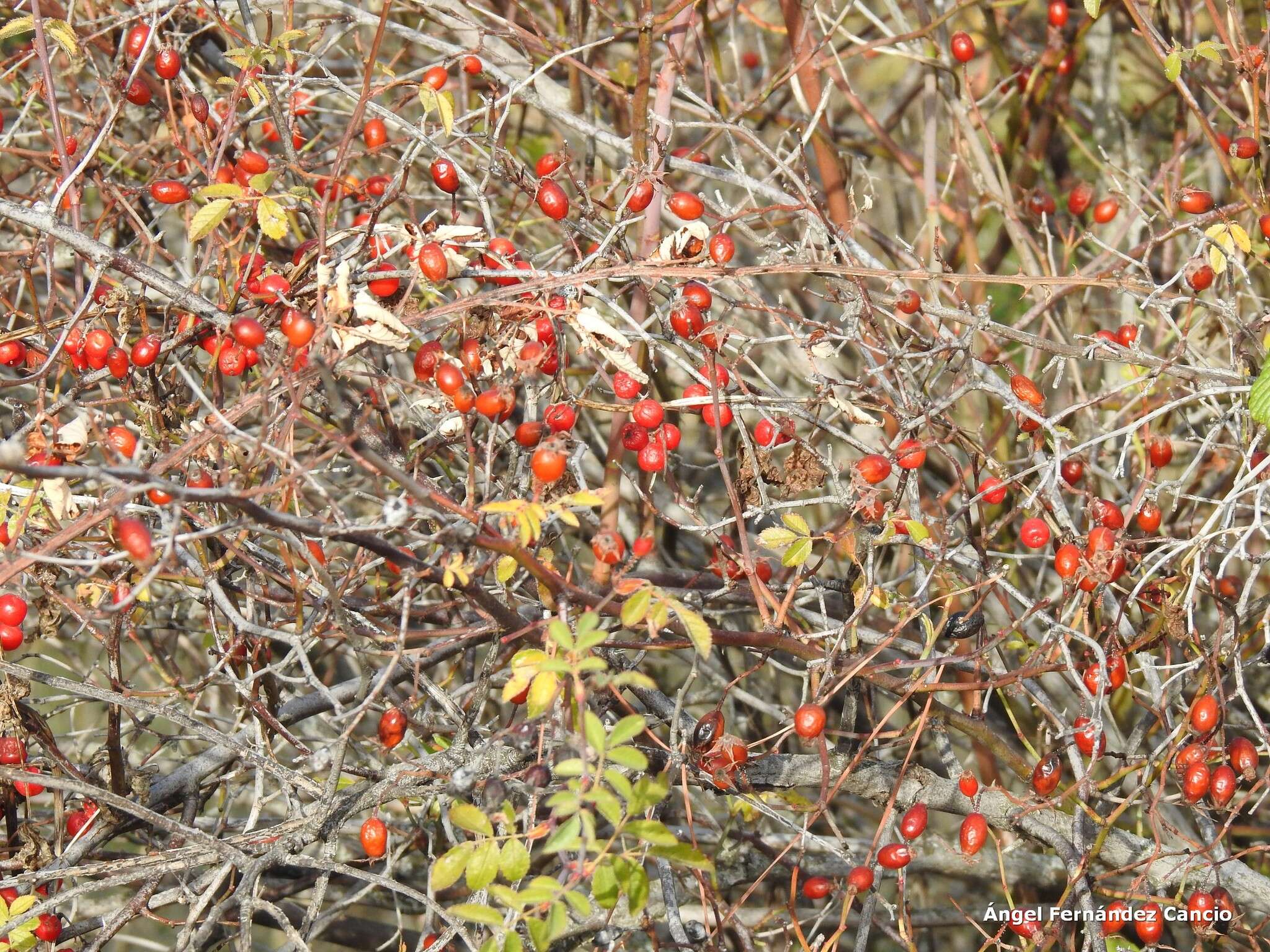 Image de "Rosier à petites fleurs, Églantier à petites fleurs"